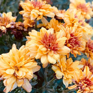 Meet your Posher, Danna